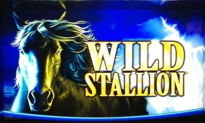 Wild Stallion